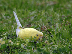 Melopsittacus undulatus domesticus