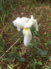 Iris albicans