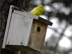 Melopsittacus undulatus domesticus