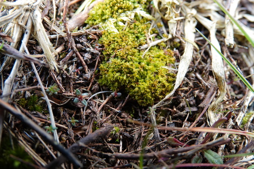 Leptodontium flexifolium observed 2026-04-19