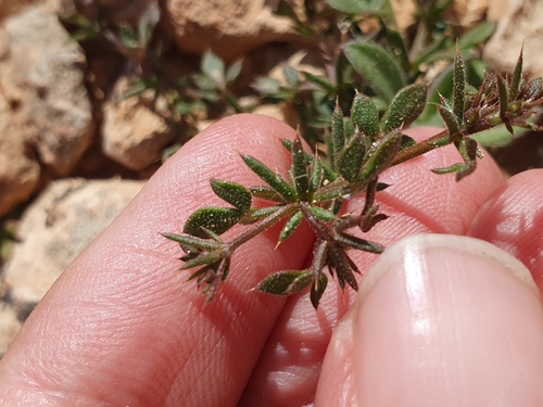 Fagonia glutinosa
