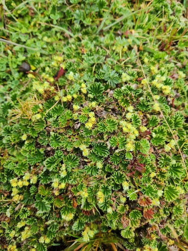 Alchemilla orbiculata