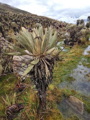 Espeletia lopezii