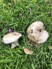 Agaricus campestris