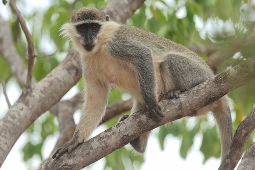 Grivet Monkey