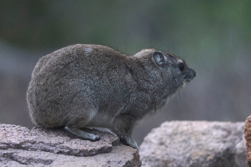 Bush Hyrax