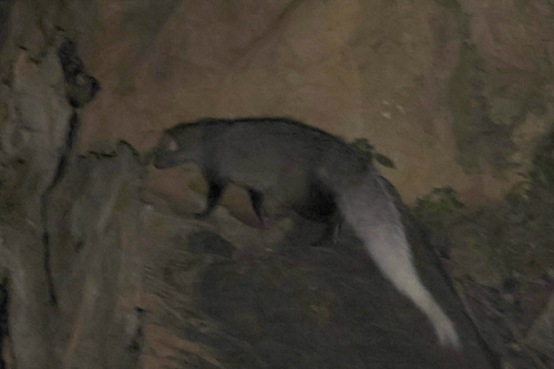 White-tailed Mongoose