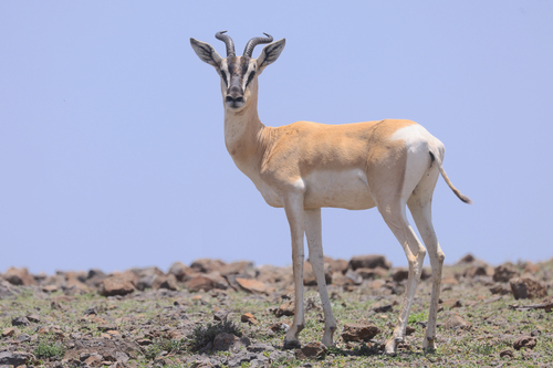 Sömmerring's Gazelle