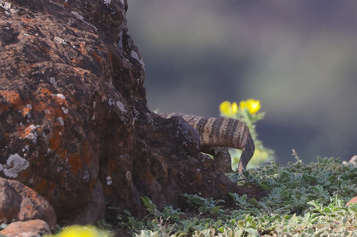 Black-throated Monitor