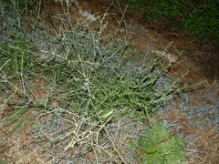 Acrometopa italica