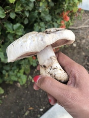 Agaricus campestris
