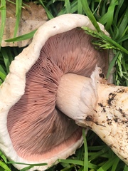 Agaricus campestris