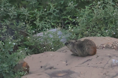 Rock Hyrax