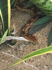 Pituophis vertebralis