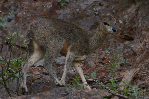Klipspringer