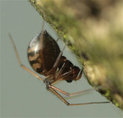 Bathyphantes