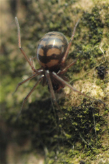 Bathyphantes