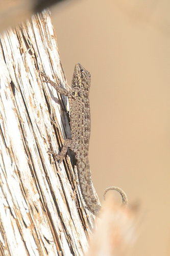 Middle Eastern Rock Gecko