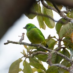 Chlorophonia callophrys
