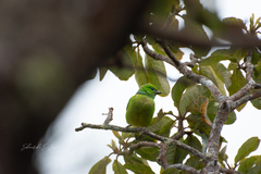 Chlorophonia callophrys