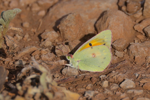 African Clouded Yellow