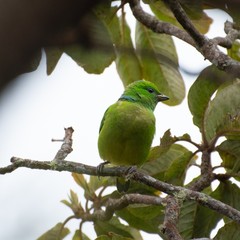 Chlorophonia callophrys