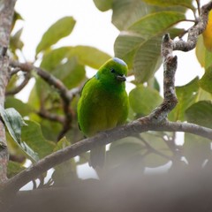 Chlorophonia callophrys