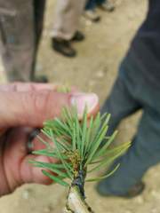 Arceuthobium douglasii