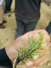 Arceuthobium douglasii