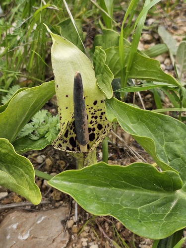 Dioscorides Arum