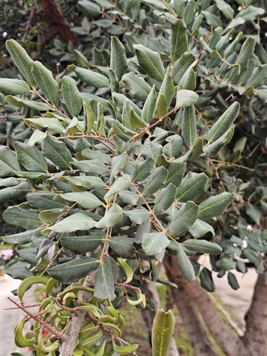 carob tree