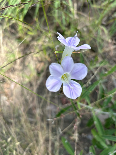 Barleria lancifolia, photograph 6
