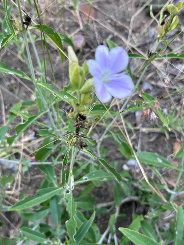 Barleria lancifolia, photograph 5