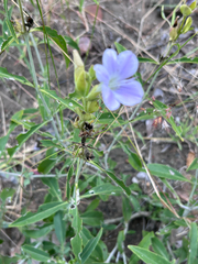 Barleria lancifolia, photograph author not stated, no rights reserved