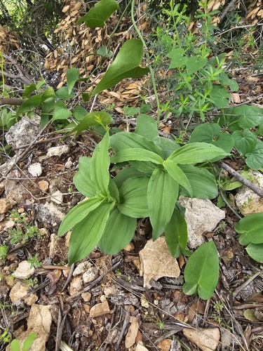 Broad-leaved helleborine