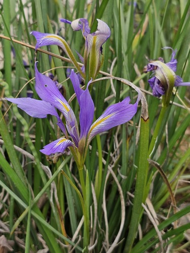 Iris unguicularis syriaca