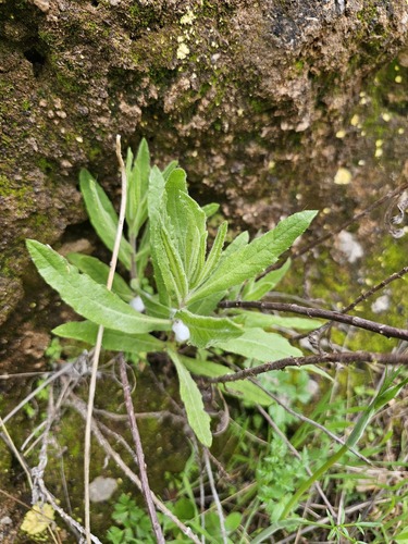 false yellowhead