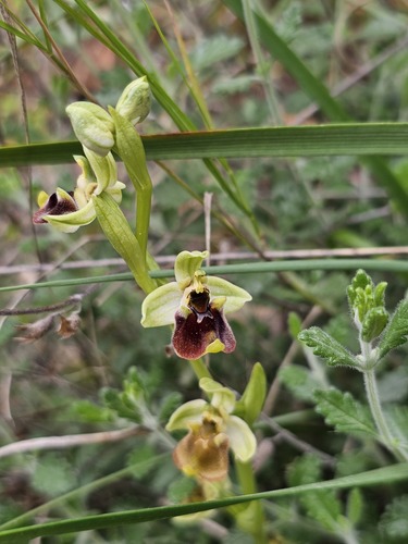 Bornmueller's Orchid