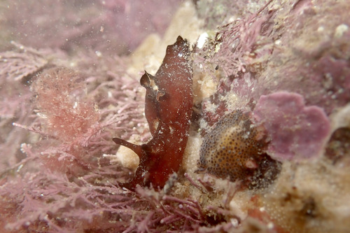 Aplysia punctata