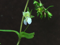 Collinsia sparsiflora collina