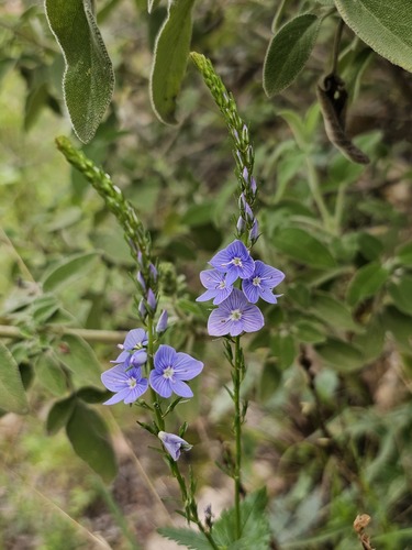 Veronica leiocarpa