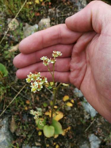 Micranthes fragosa (Micranthes fragosa)