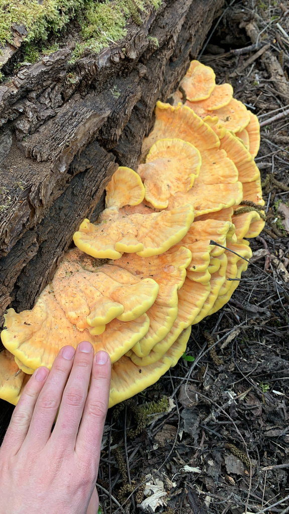 Laetiporus sulphureus · April 2026 · photo: © skjoldalsted (iNaturalist, cc-by)
