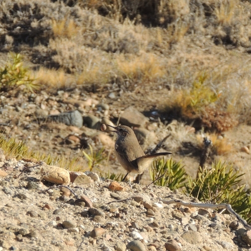 Band-tailed Earthcreeper (Ochetorhynchus phoenicurus), photo 6