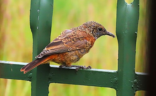 Cape Rock Thrush (Monticola rupestris), photo 8