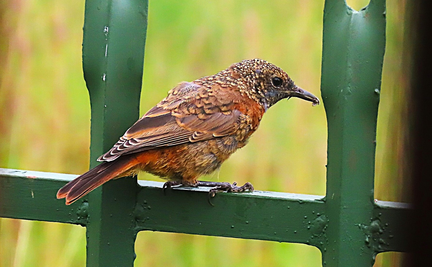 Cape Rock Thrush (Monticola rupestris), photo 8