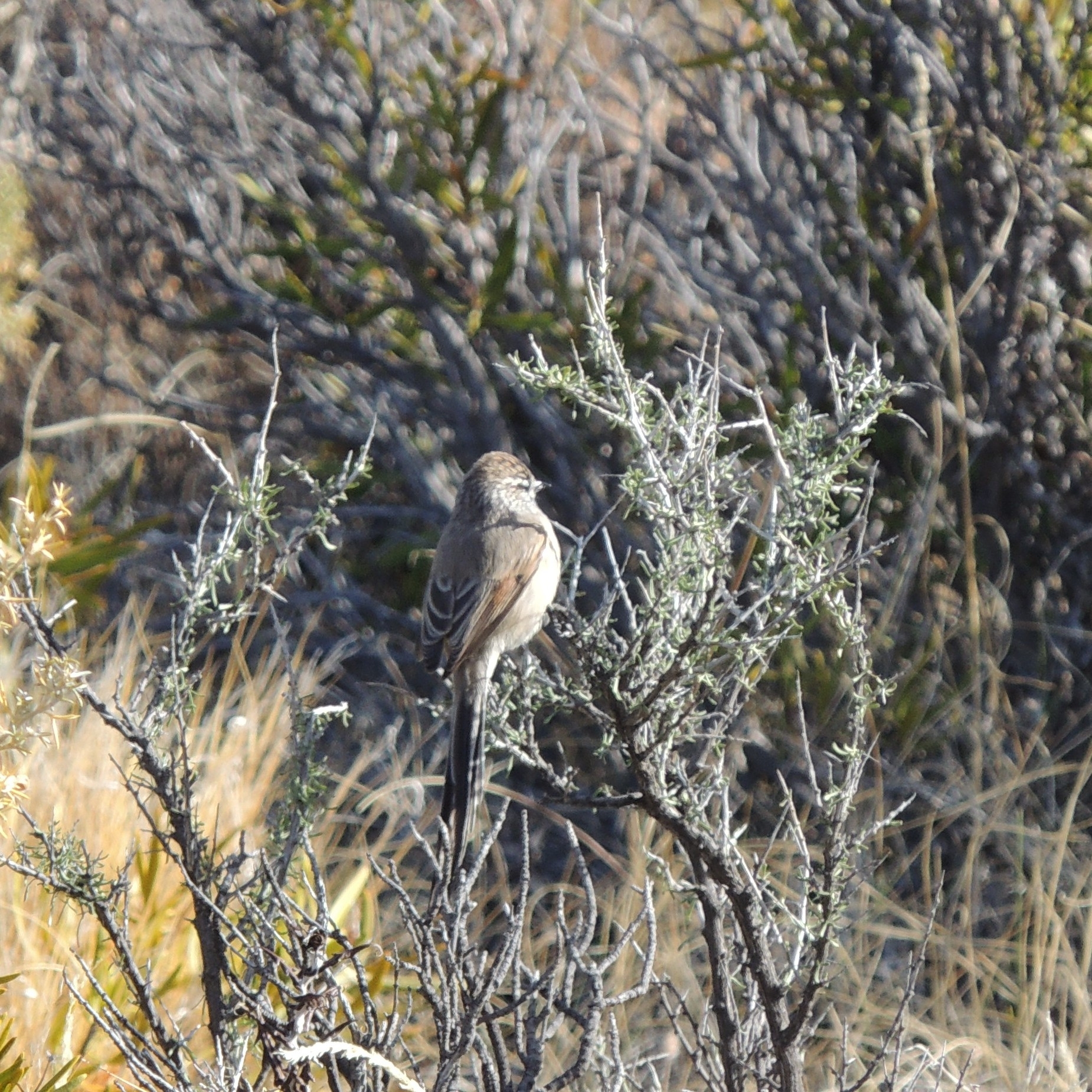 Plain-mantled Tit-Spinetail (Leptasthenura aegithaloides), photo 5