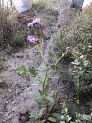 Phacelia integrifolia