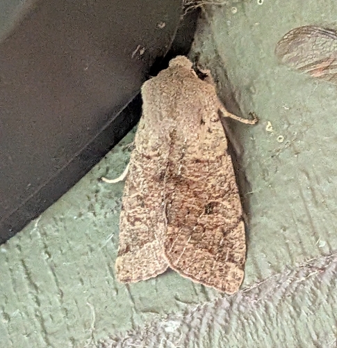 Pacific Quaker photo 5
