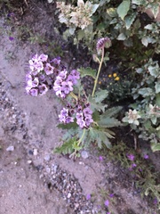 Phacelia integrifolia